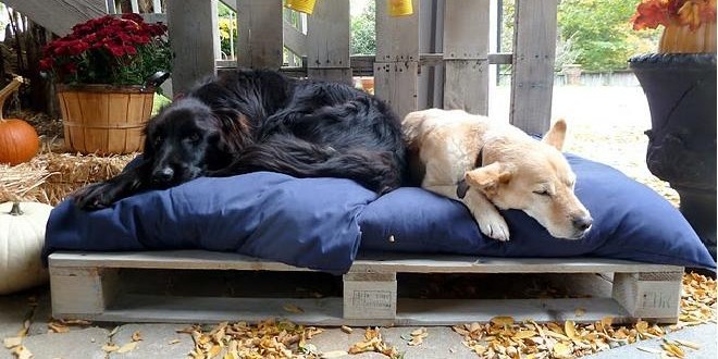 pet beds with pallets