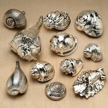 seashell 8