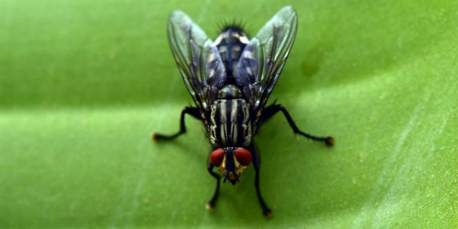 How to make sure flies and insects don’t enter your house